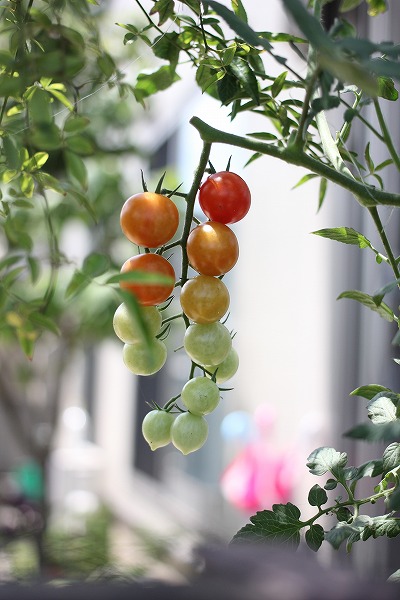 20140729.jpg