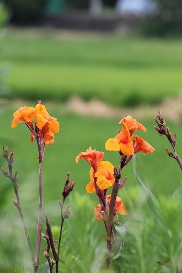 20150731.jpg