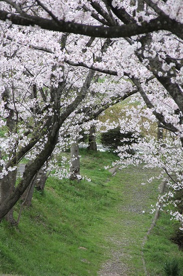 20170411a.jpg