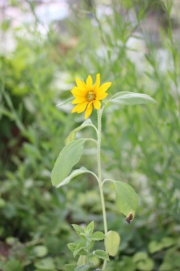 20170614a.jpg