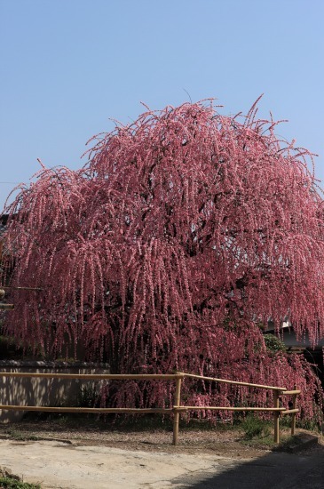 20180312a.jpg