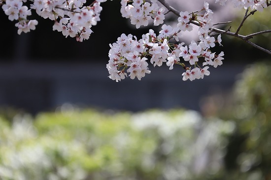 20180331f.jpg