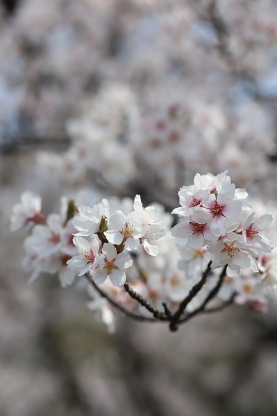 20180408e.jpg