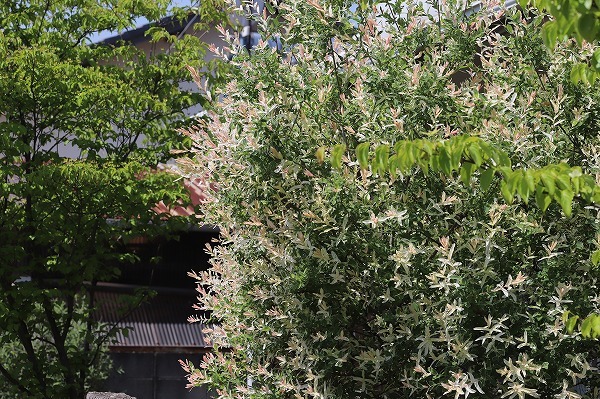 20180429a.jpg