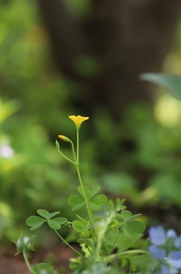 20180429d.jpg