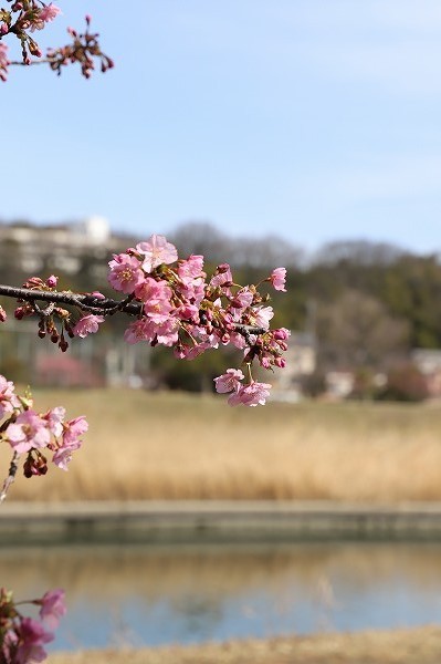 20210301a.jpg